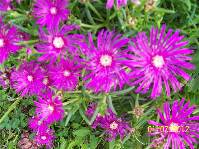 Delosperma congestum